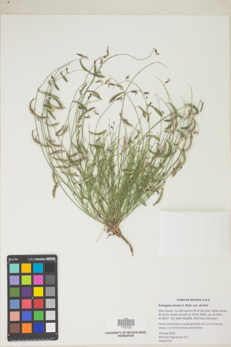 Astragalus atratus var. atratus photo 3