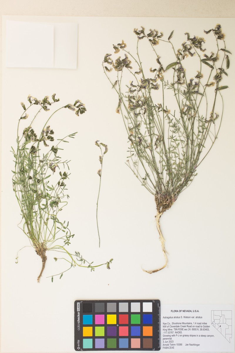 Astragalus atratus var. atratus photo 4