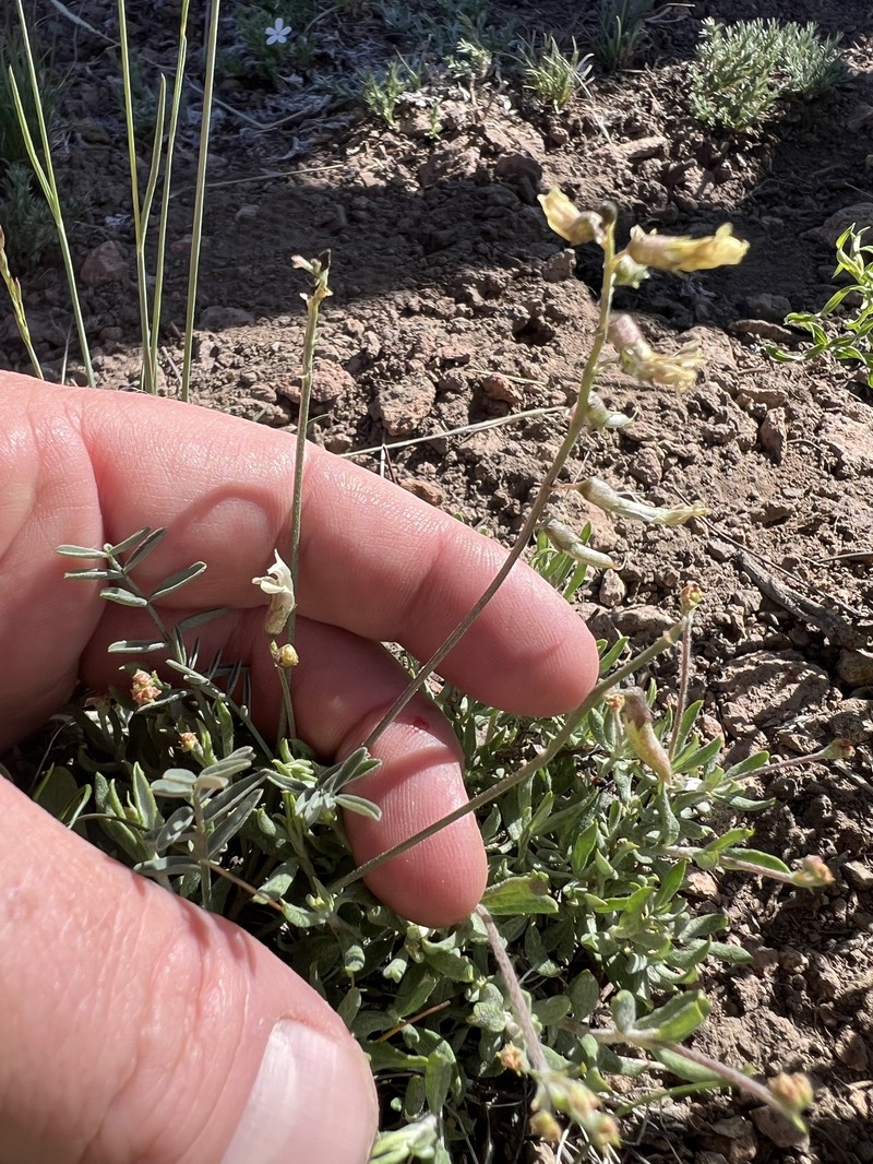 Astragalus atratus var. atratus