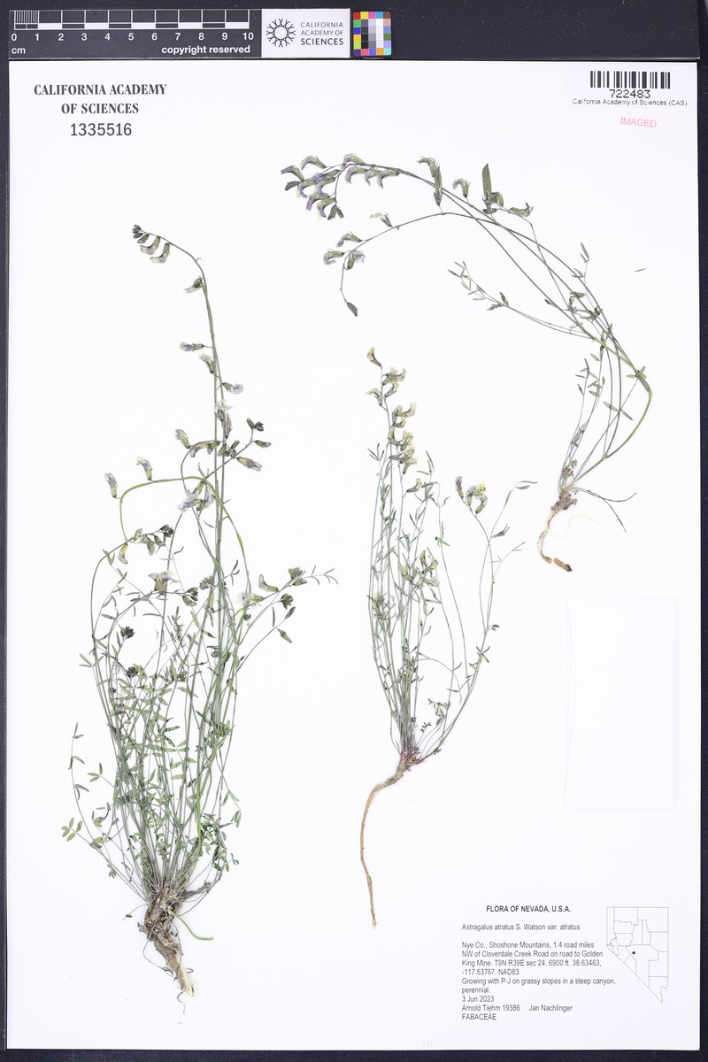 Astragalus atratus var. atratus photo 2