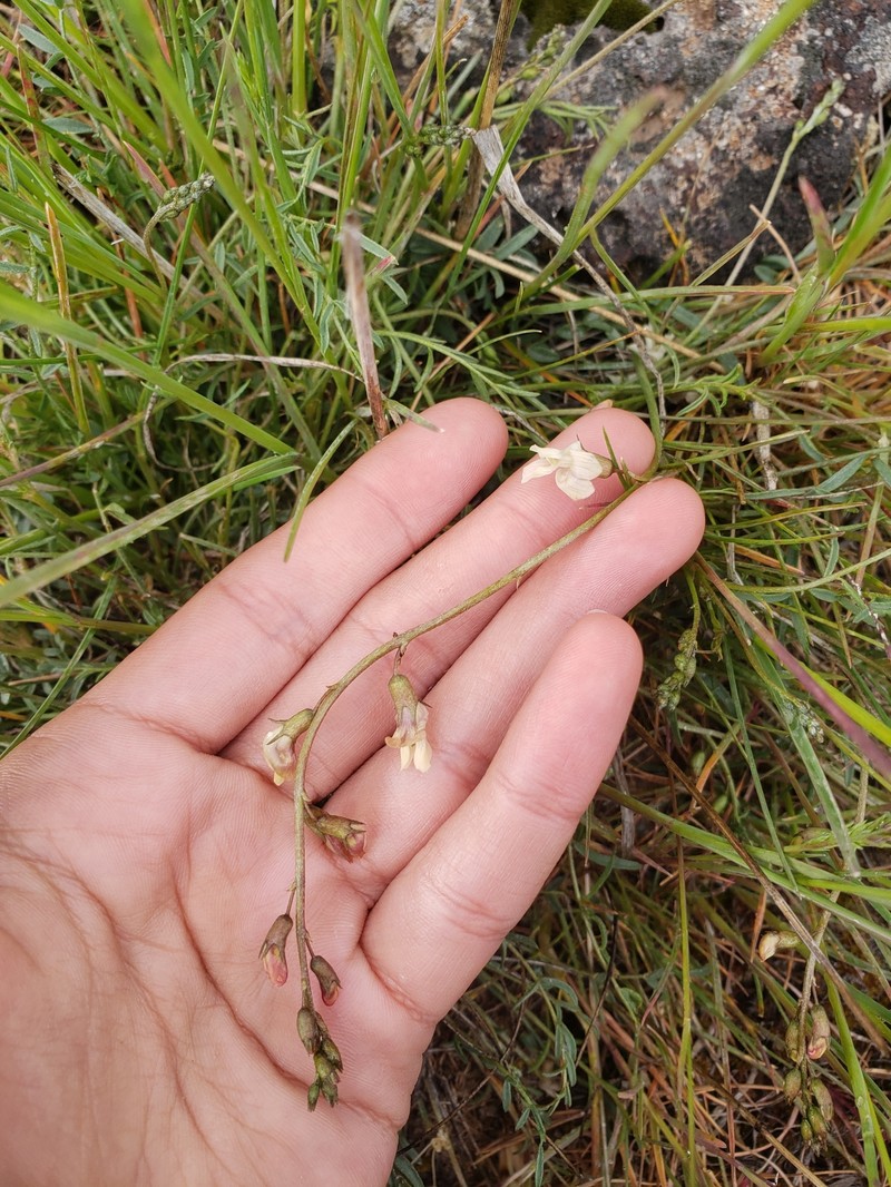 Astragalus atratus var. inseptus