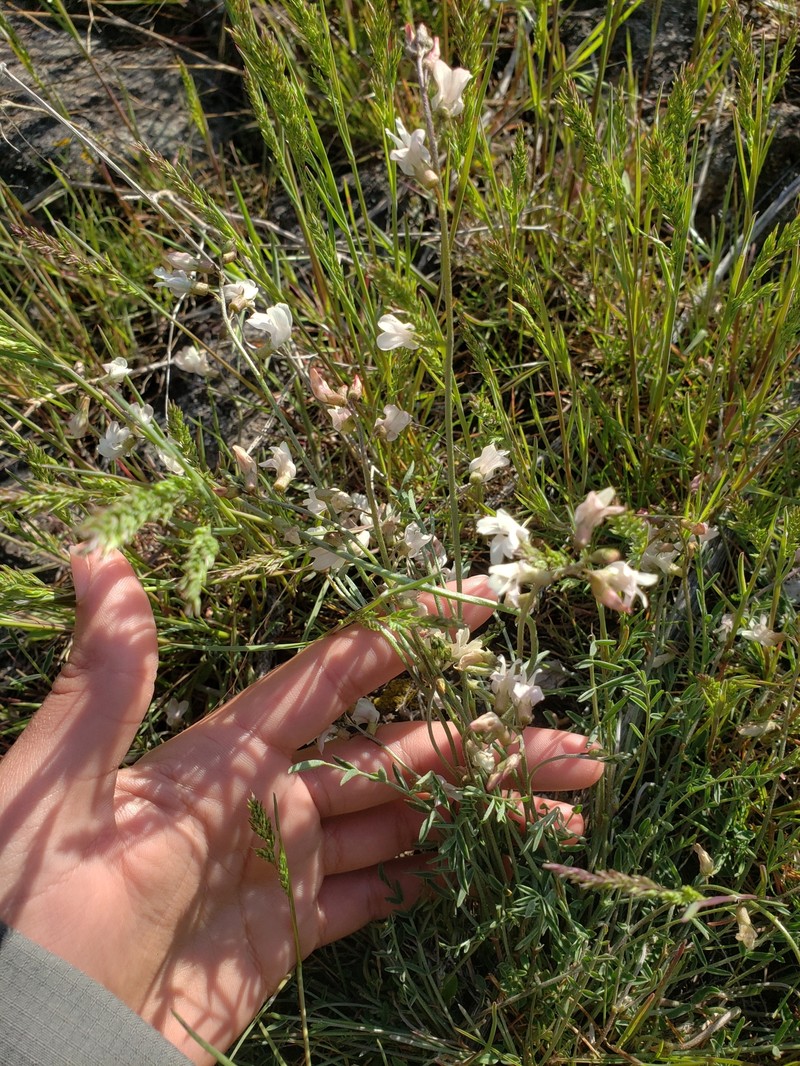 Astragalus atratus var. inseptus photo 2