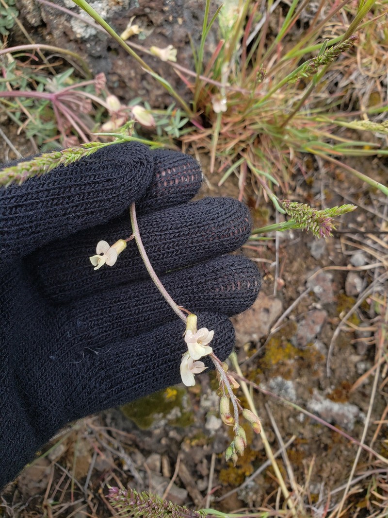 Astragalus atratus var. inseptus photo 3