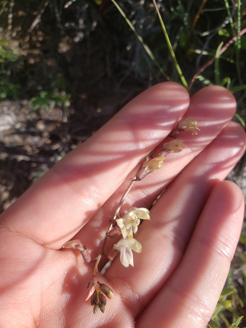 Astragalus atratus var. inseptus photo 4