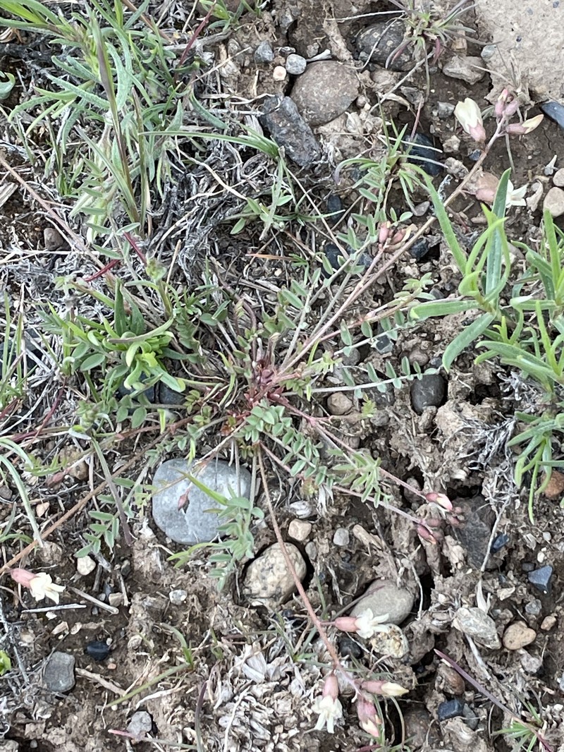 Astragalus atratus var. inseptus photo 5