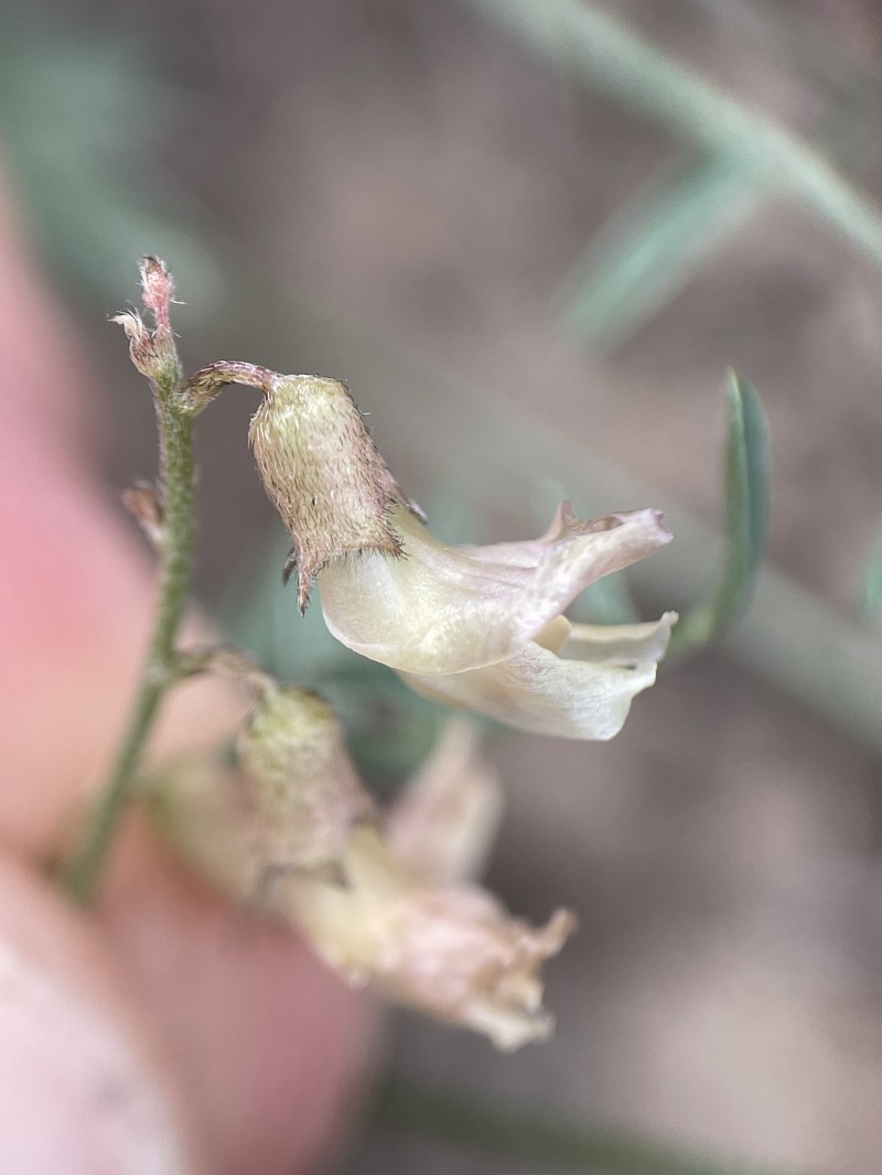 Astragalus atratus var. inseptus photo 6
