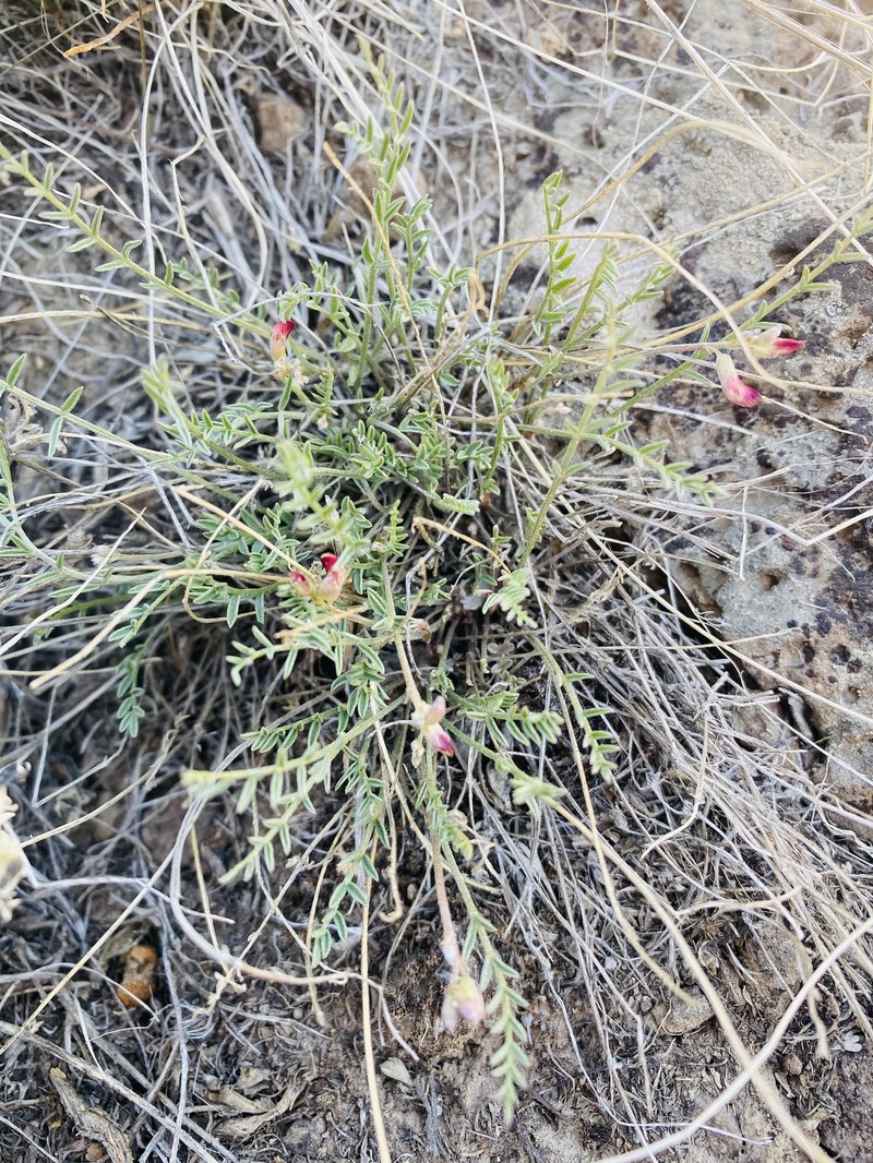 Astragalus atratus var. inseptus photo 7