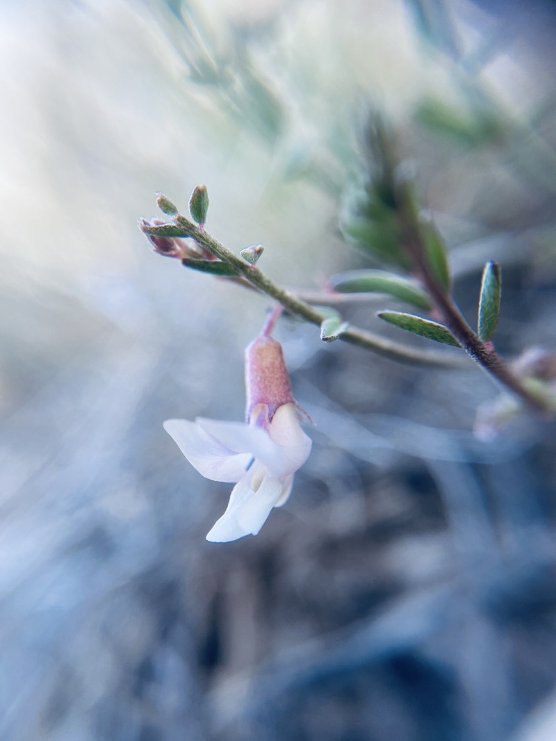 Astragalus atratus var. inseptus photo 8
