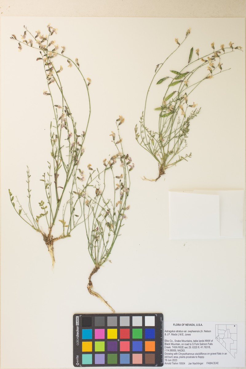 Astragalus atratus var. owyheensis photo 2