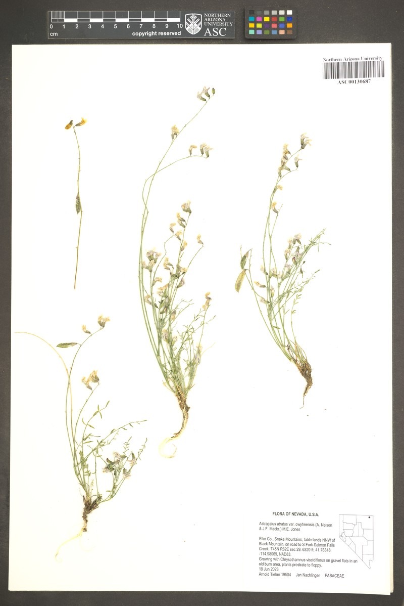 Astragalus atratus var. owyheensis photo 3