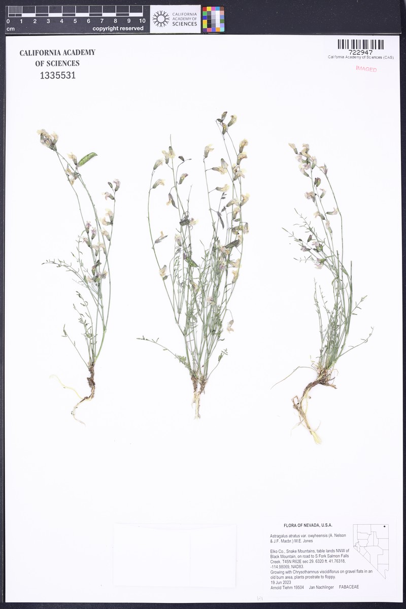 Astragalus atratus var. owyheensis