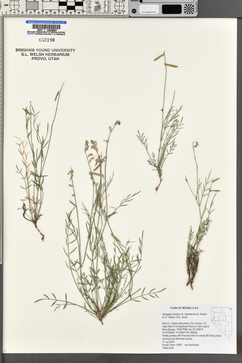 Astragalus atratus var. owyheensis photo 2