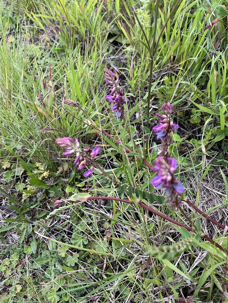 Astragalus atropilosulus photo 2