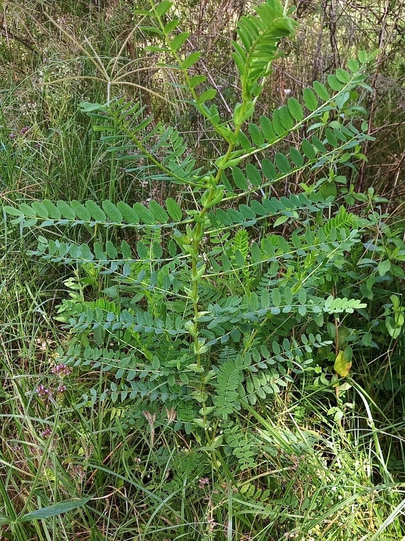 Astragalus atropilosulus photo 3