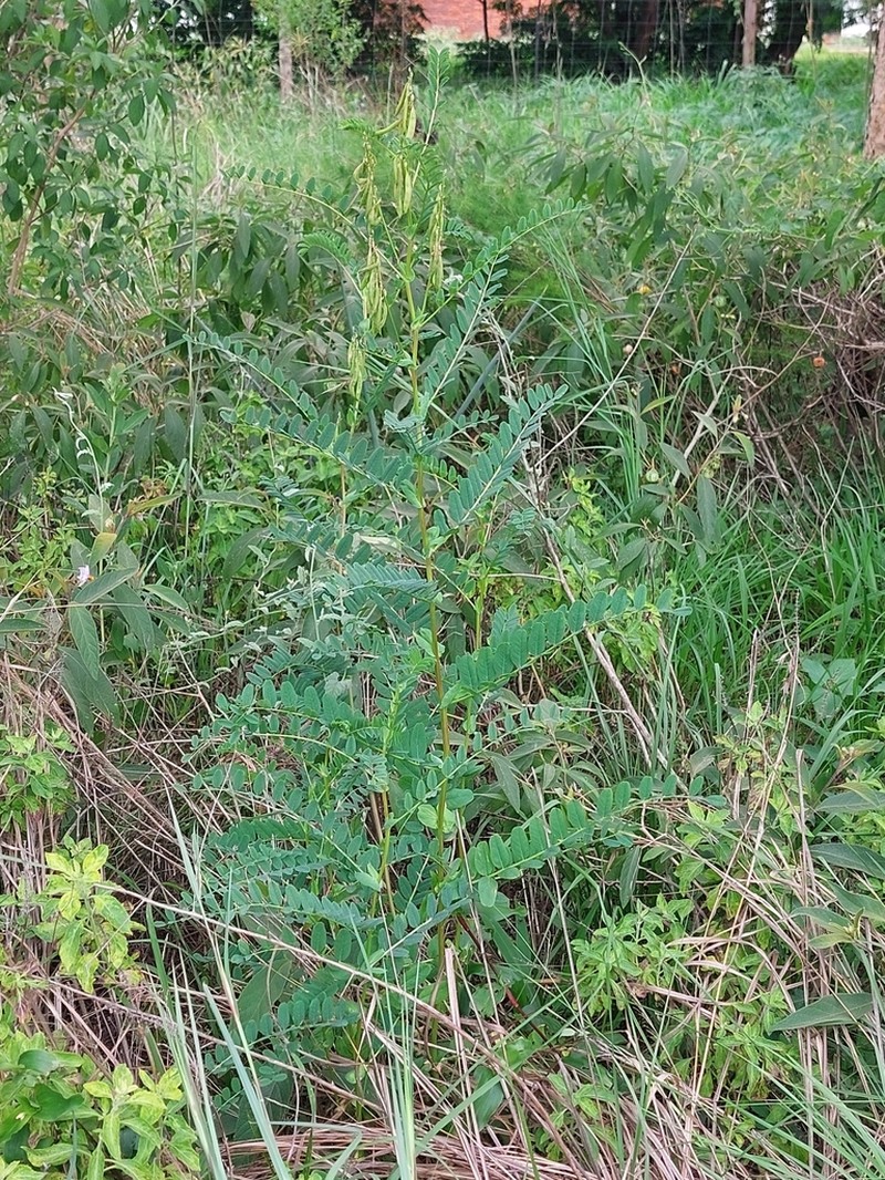 Astragalus atropilosulus photo 4