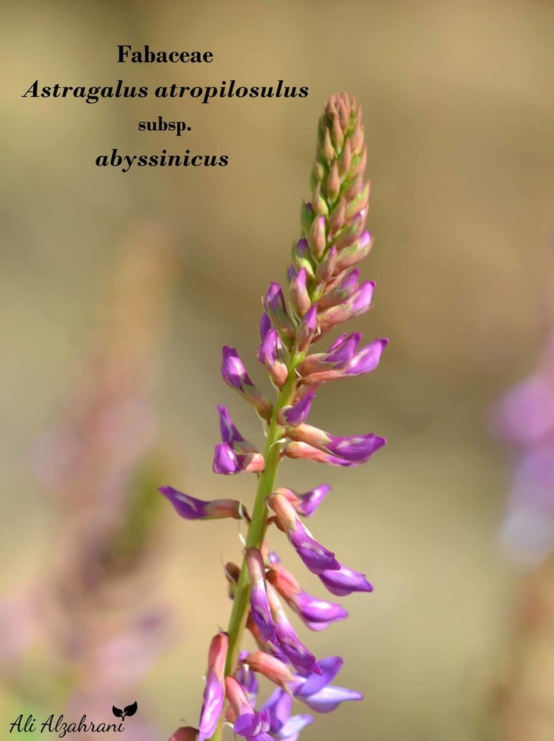 Astragalus atropilosulus photo 5