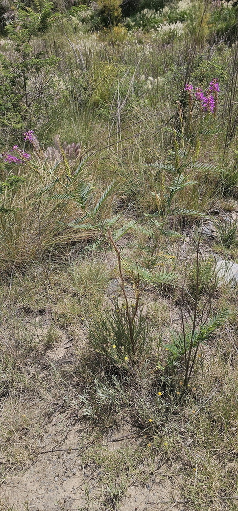 Astragalus atropilosulus photo 6