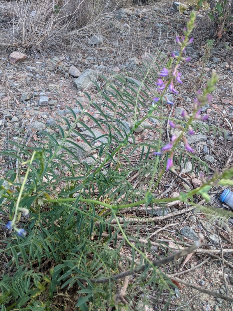 Astragalus atropilosulus photo 7