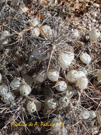 Astragalus atropilosulus