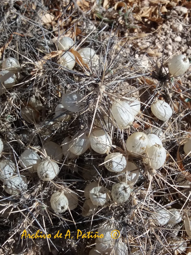 Astragalus atropilosulus