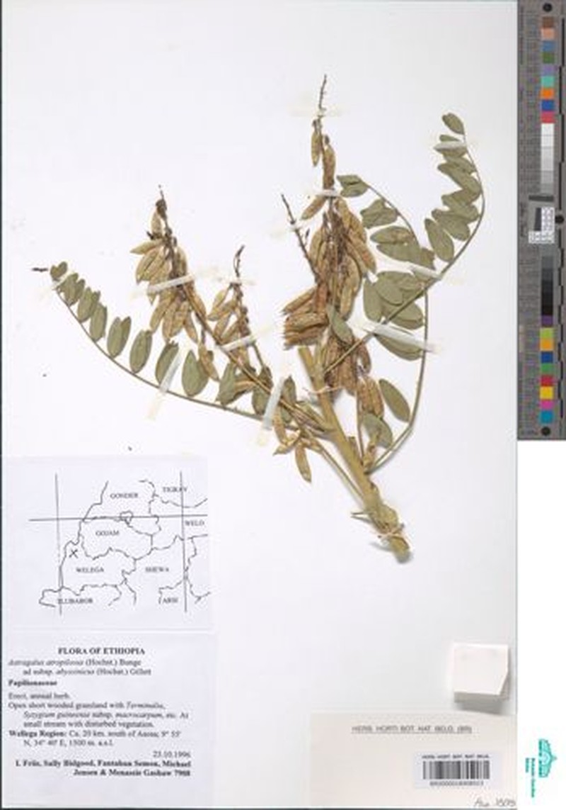 Astragalus atropilosulus subsp. abyssinicus