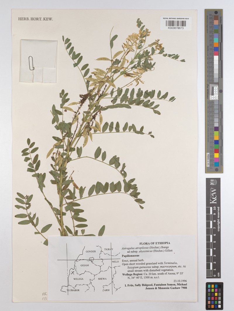 Astragalus atropilosulus subsp. abyssinicus photo 2