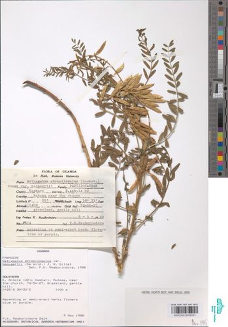 Astragalus atropilosulus subsp. abyssinicus photo 3