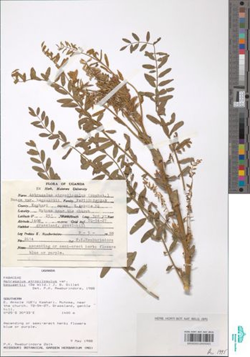 Astragalus atropilosulus subsp. abyssinicus photo 4