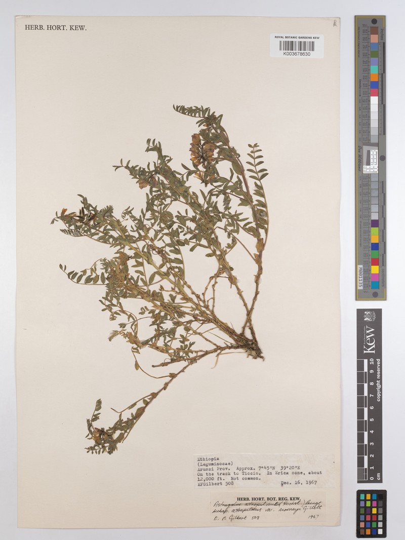 Astragalus atropilosulus subsp. atropilosulus photo 2