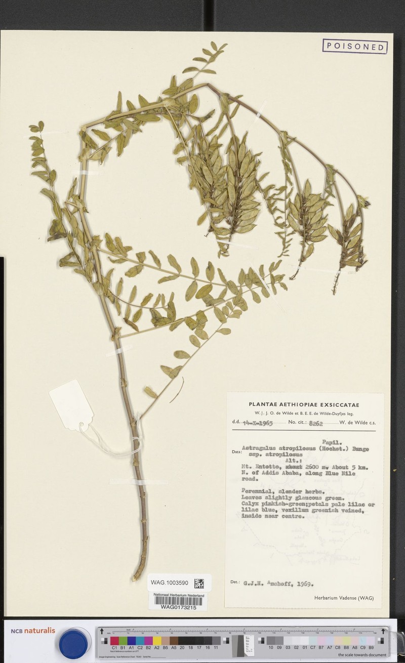 Astragalus atropilosulus subsp. atropilosulus photo 3