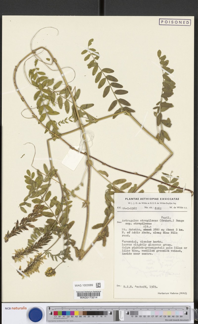 Astragalus atropilosulus subsp. atropilosulus photo 4