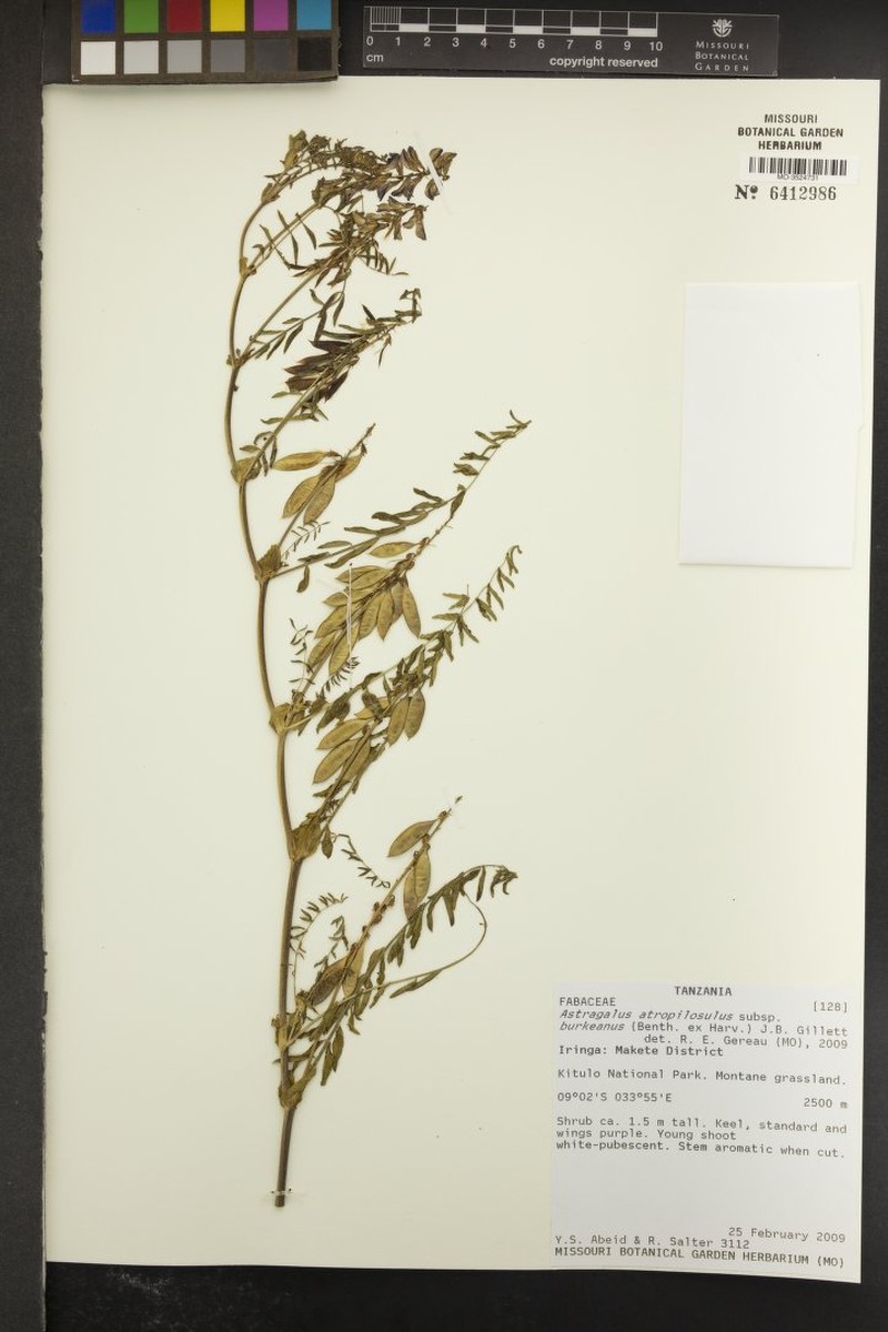 Astragalus atropilosulus subsp. burkeanus