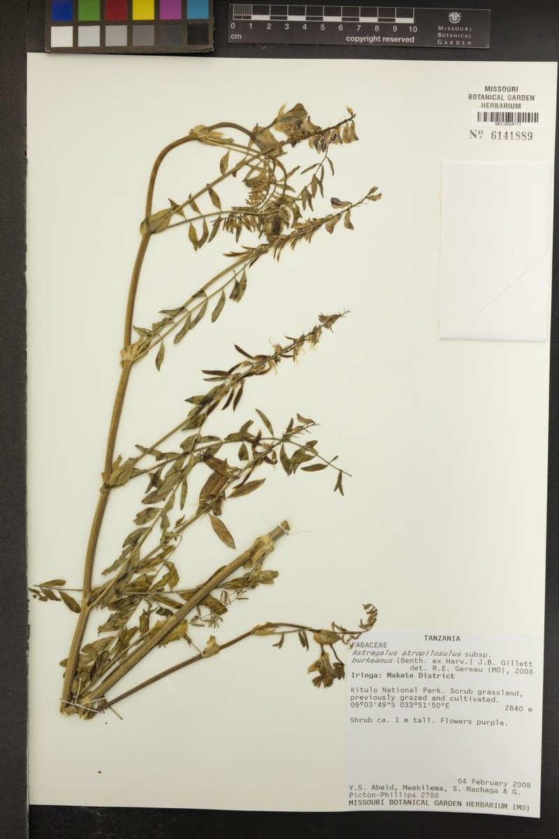 Astragalus atropilosulus subsp. burkeanus photo 2