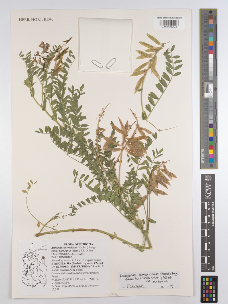 Astragalus atropilosulus subsp. burkeanus photo 3