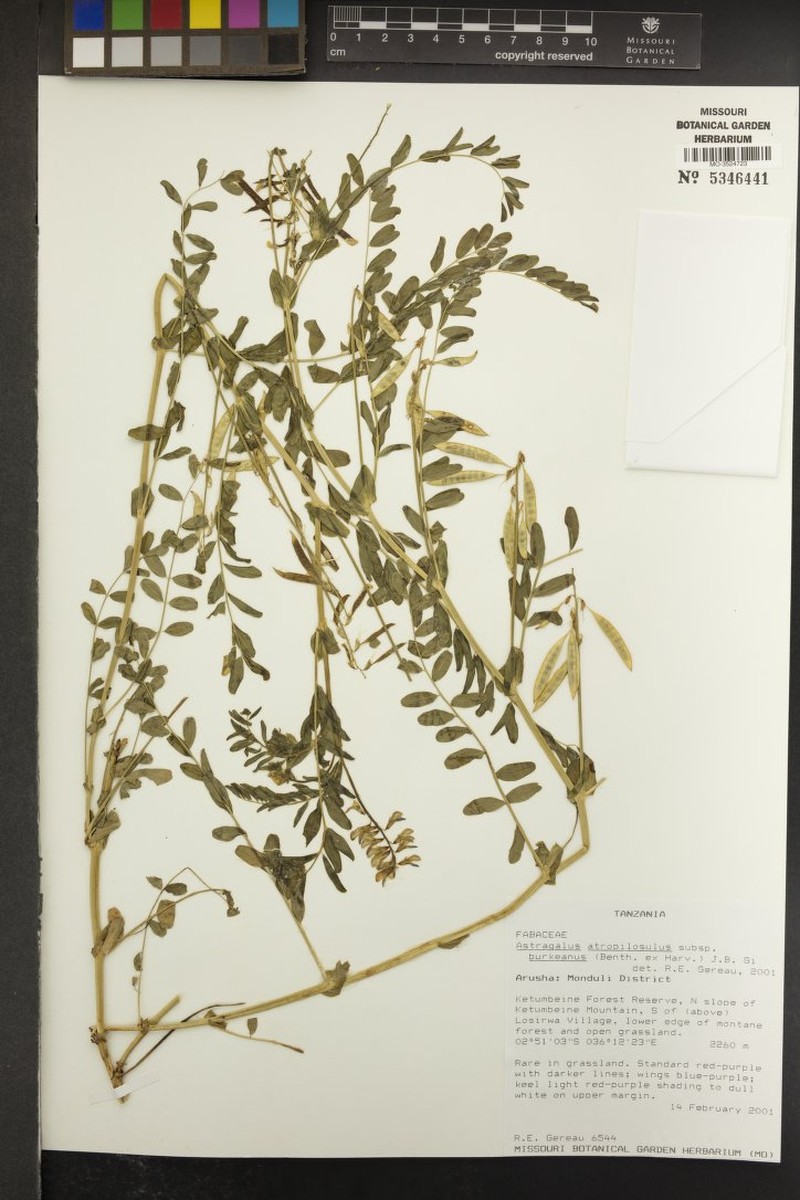 Astragalus atropilosulus subsp. burkeanus photo 4