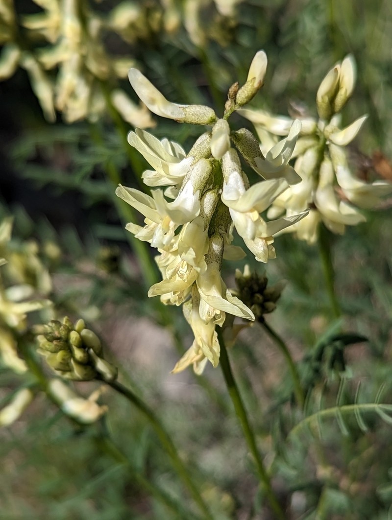 Hangingpod Milkvetch photo 3