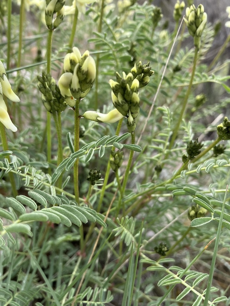 Hangingpod Milkvetch photo 5