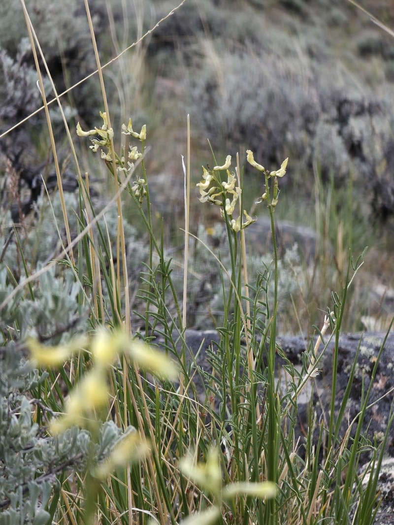 Hangingpod Milkvetch photo 6