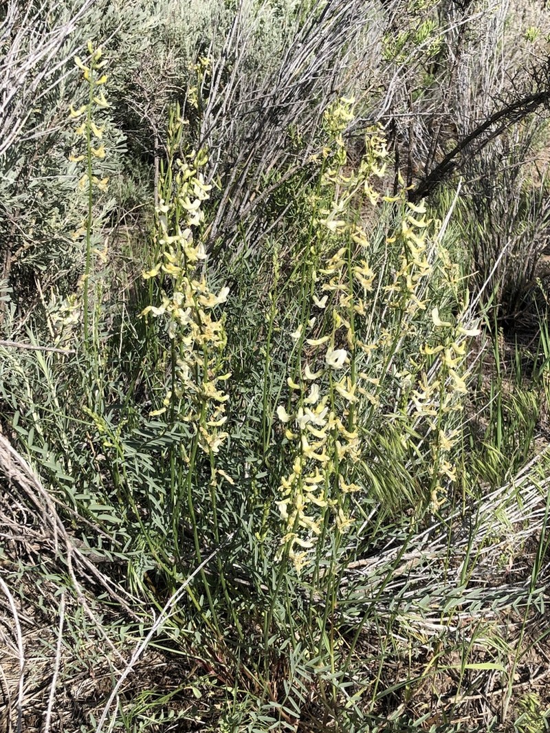 Hangingpod Milkvetch photo 7