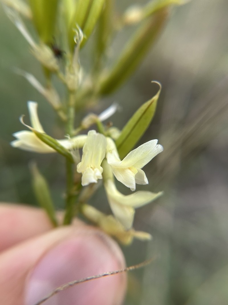 Hangingpod Milkvetch photo 8