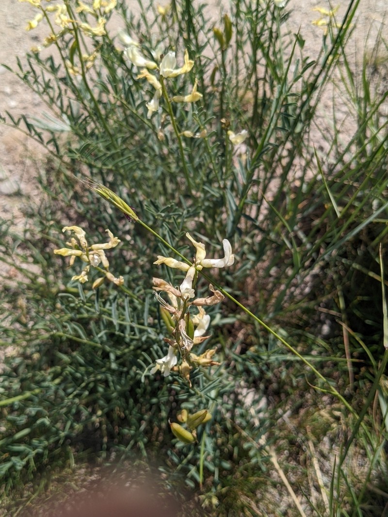 Hangingpod Milkvetch