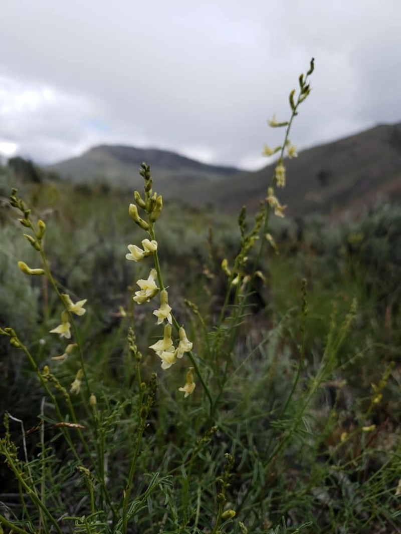 Hangingpod Milkvetch photo 2