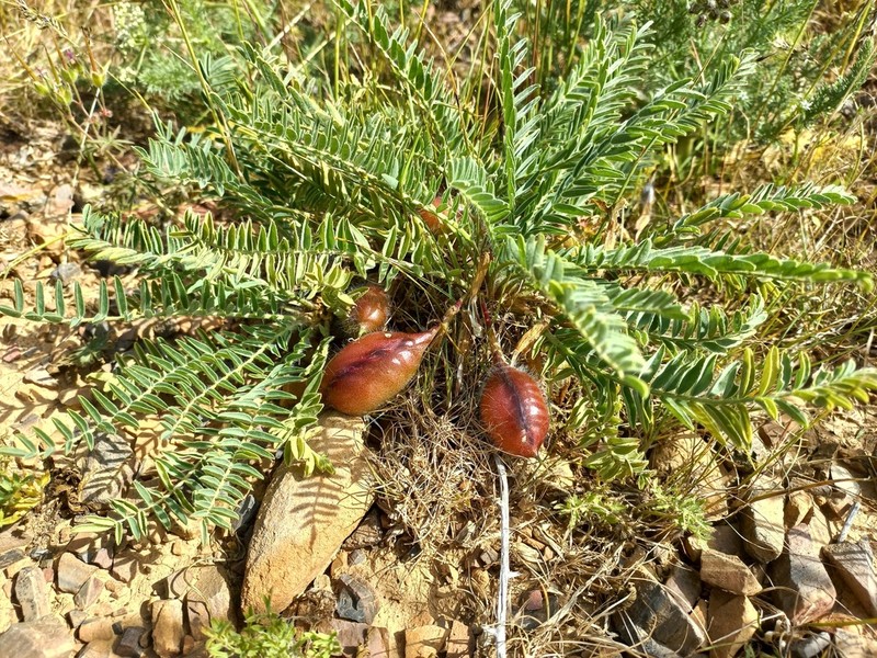 Astragalus atrovinosus photo 2