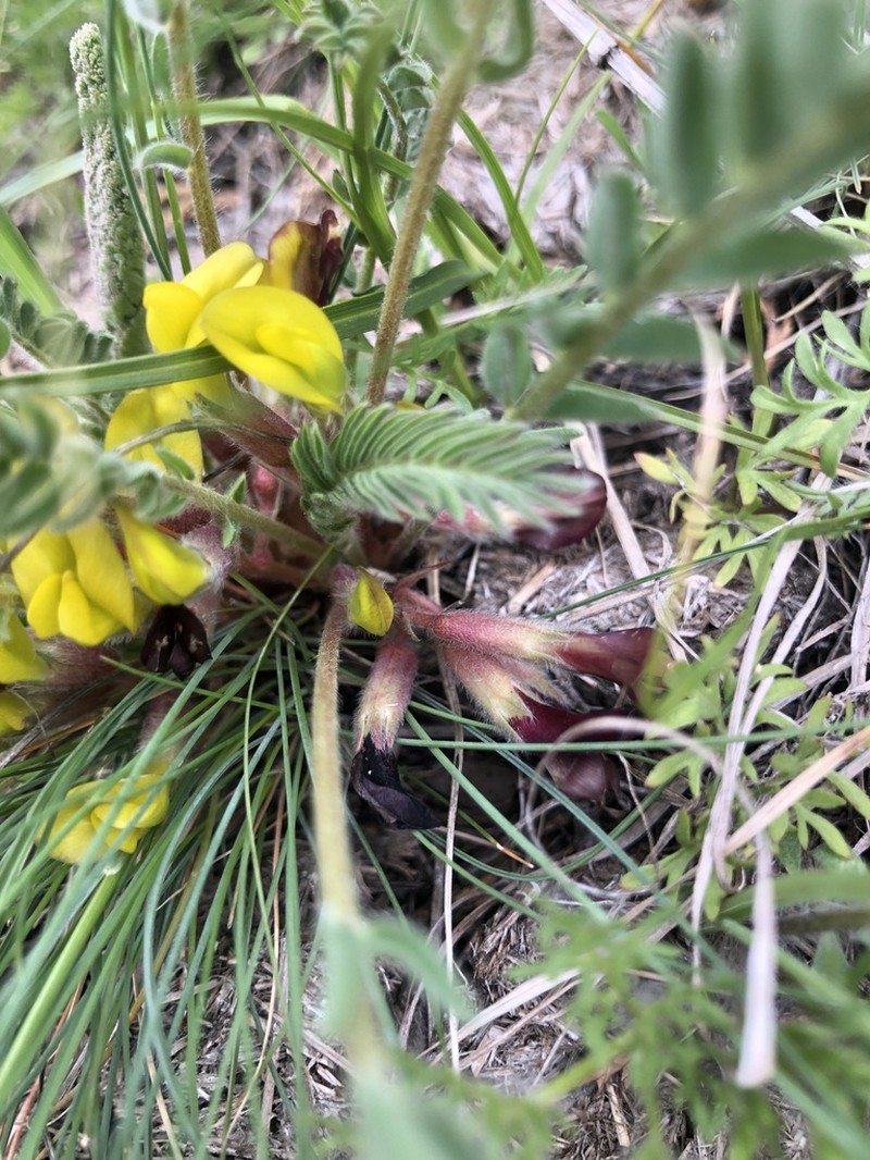Astragalus atrovinosus photo 3