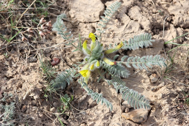 Astragalus atrovinosus photo 4