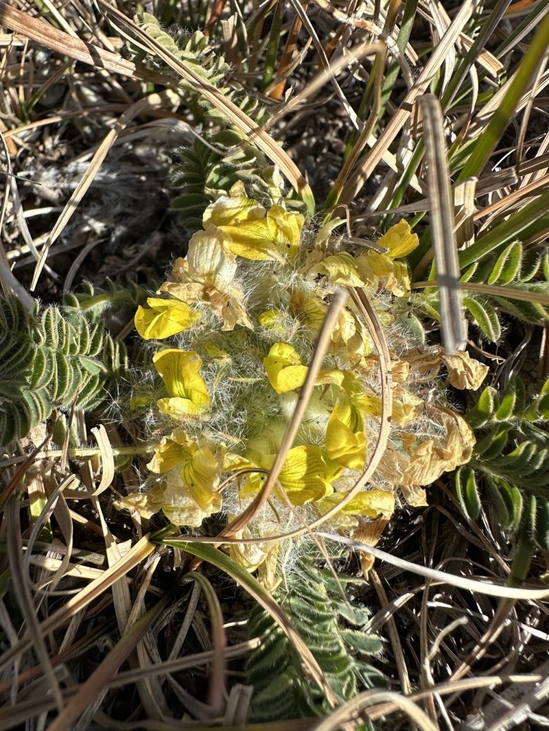 Astragalus atrovinosus photo 5