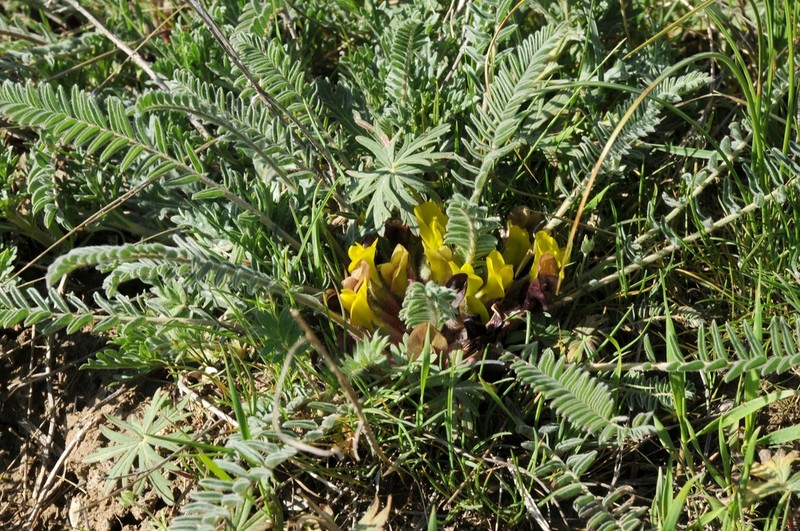 Astragalus atrovinosus photo 6