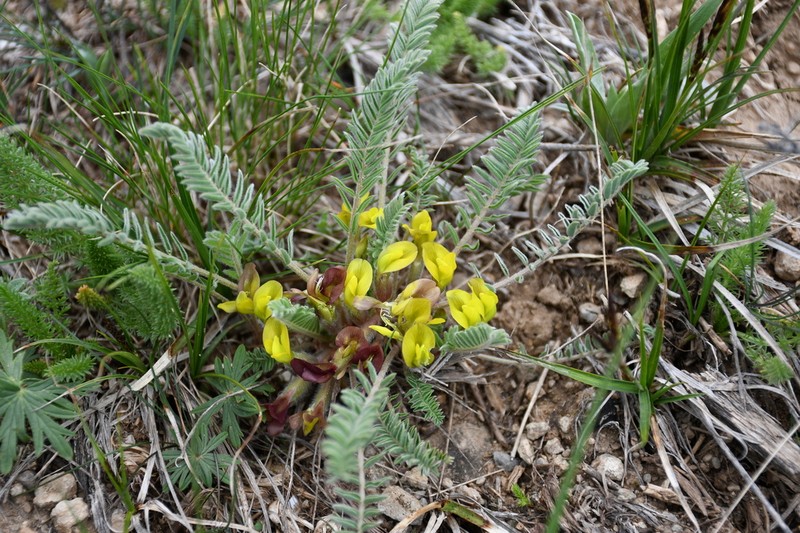 Astragalus atrovinosus photo 7