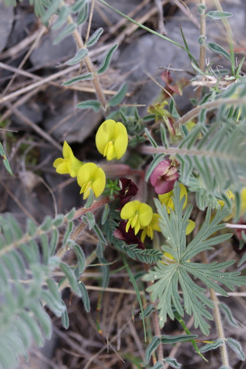 Astragalus atrovinosus photo 8