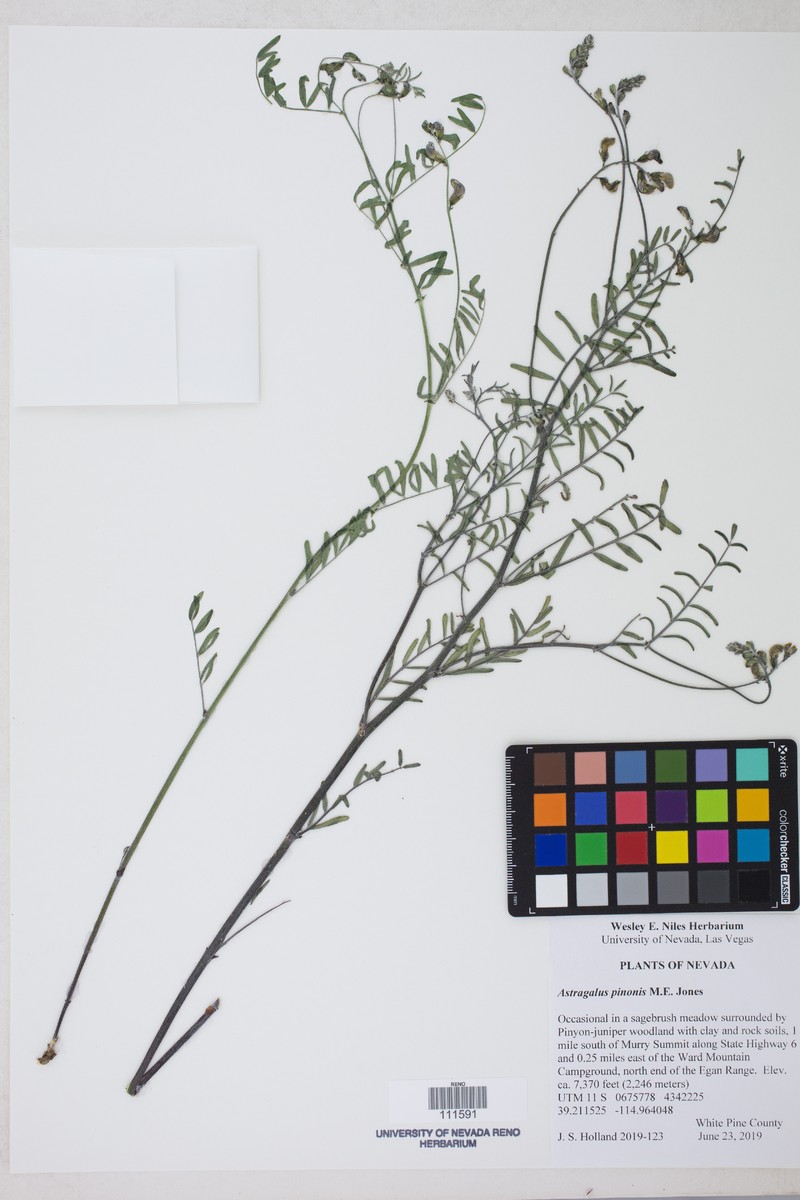 Astragalus atwoodii